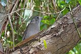 Gray Shrikethrush